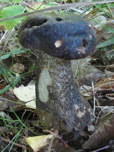 Klikni pro velký obrázek