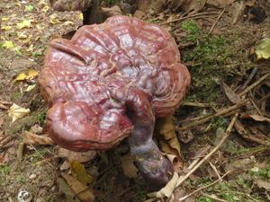 Klikni pro velký obrázek