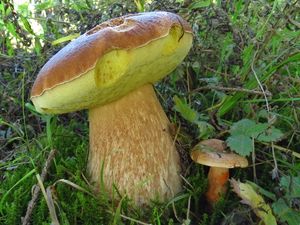 Klikni pro velký obrázek