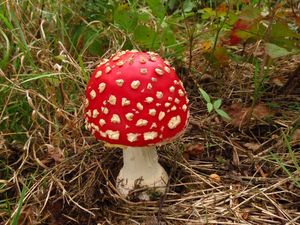 Klikni pro velký obrázek