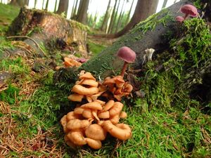 Klikni pro velký obrázek