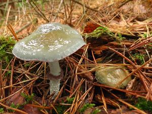 Klikni pro velký obrázek