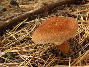 Klikni pro velký obrázek