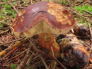 Klikni pro velký obrázek