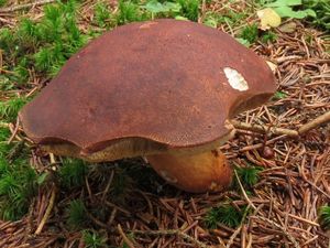 Klikni pro velký obrázek