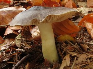 Klikni pro velký obrázek