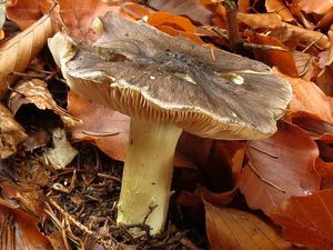 Klikni pro velký obrázek