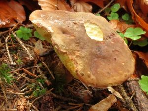 Klikni pro velký obrázek