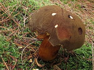 Klikni pro velký obrázek