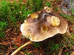 Klikni pro velký obrázek