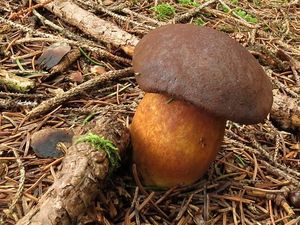 Klikni pro velký obrázek