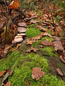 Klikni pro velký obrázek