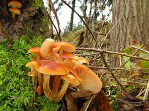 Klikni pro velký obrázek