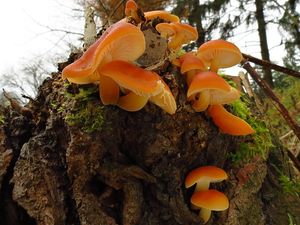 Klikni pro velký obrázek