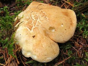 Klikni pro velký obrázek