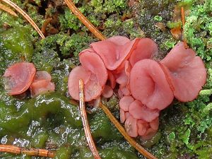 Klikni pro velký obrázek