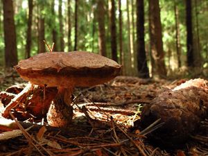 Klikni pro velký obrázek