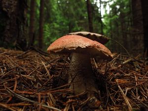 Klikni pro velký obrázek