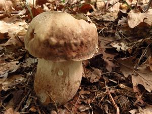 Klikni pro velký obrázek