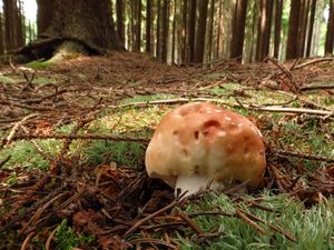 Klikni pro velký obrázek