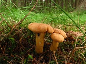 Klikni pro velký obrázek