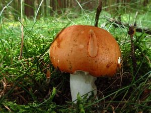 Klikni pro velký obrázek