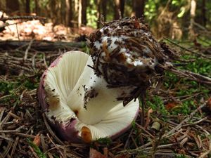 Klikni pro velký obrázek