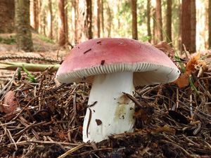 Klikni pro velký obrázek