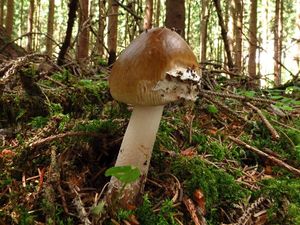 Klikni pro velký obrázek