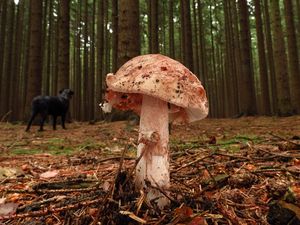 Klikni pro velký obrázek