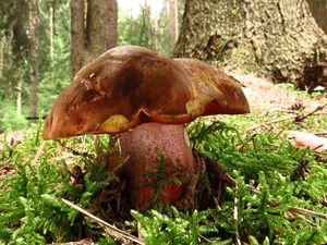 Klikni pro velký obrázek