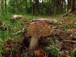 Klikni pro velký obrázek