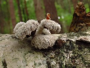 Klikni pro velký obrázek