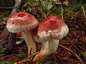 Klikni pro velký obrázek