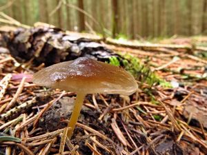 Klikni pro velký obrázek