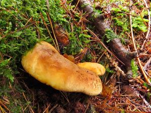 Klikni pro velký obrázek