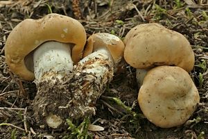 Klikni pro velký obrázek