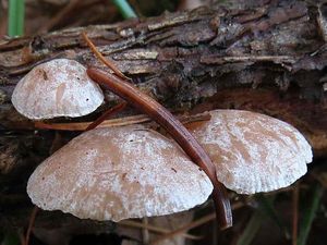 Klikni pro velký obrázek