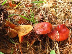 Klikni pro velký obrázek