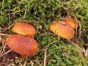 Klikni pro velký obrázek