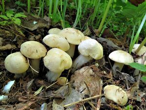 Klikni pro velký obrázek