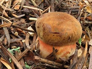 Klikni pro velký obrázek