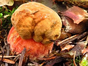 Klikni pro velký obrázek