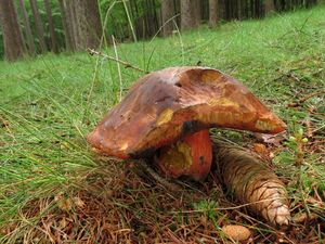 Klikni pro velký obrázek