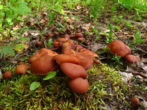 Klikni pro velký obrázek