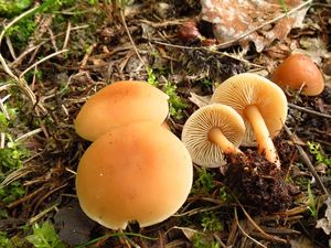 Klikni pro velký obrázek