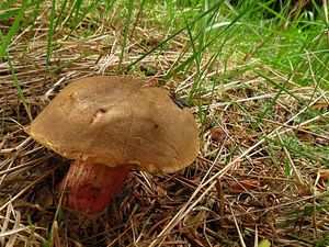 Klikni pro velký obrázek