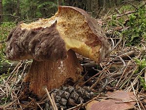 Klikni pro velký obrázek