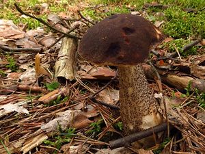 Klikni pro velký obrázek