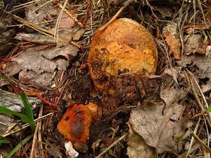 Klikni pro velký obrázek